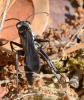Dicyrtomellus tingitanus